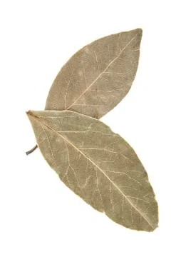 Bay leaf isolated on white background Stock Photos