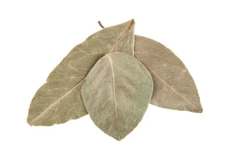 Bay leaf isolated on white background Foto stock
