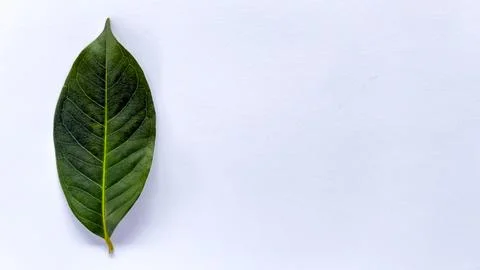 A bay leaf isolated on a white background. Fotos de archivo