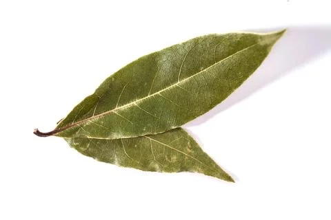 Bay leaf isolated on white Stock Photos