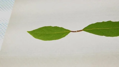 Bay leaf (Laurus nobilis) Video stock 83235316