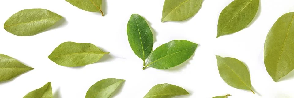 Bay leaf panorama. A pattern of dry laurel leaves with a couple of fresh and Stock Photos