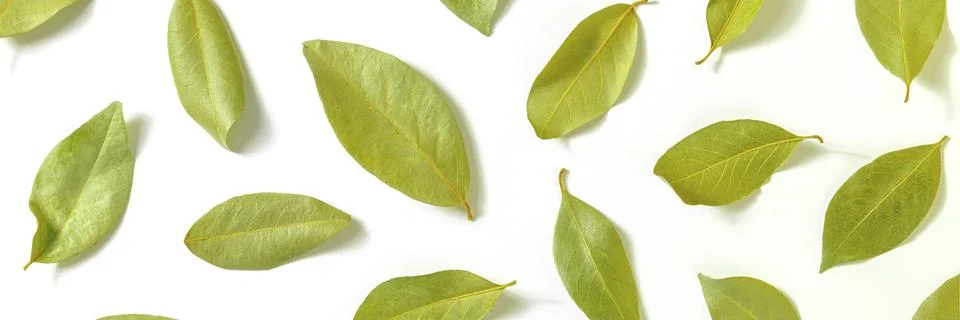 Bay leaf panorama. A pattern of dry laurel leaves, overhead flat lay shot on a Stock Photos