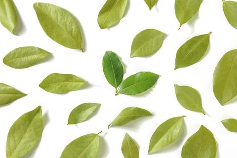 Bay leaf. A pattern of dry laurel leaves with a couple of fresh and vibrant Stock Photos