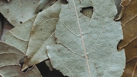 Bay leaf pattern macro sequence. Kitchen herbs background. Stock Footage 81604539