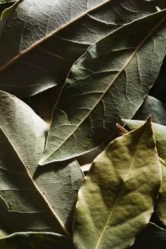 Bay leaf Foto stock