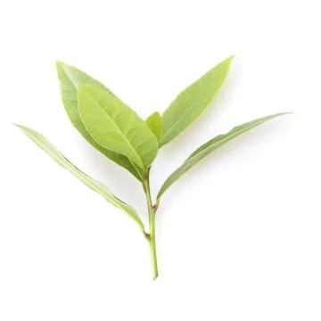 Bay leaf Stock Photos