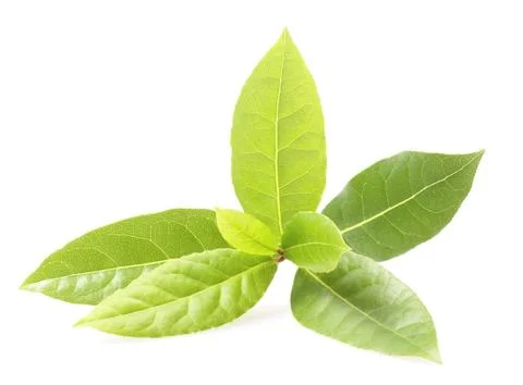 Bay leaf Stock Photos