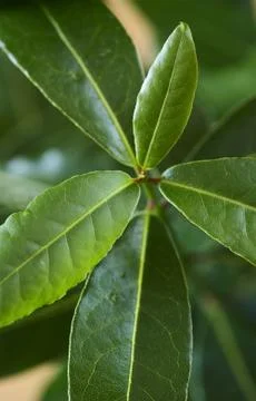 Bay leaf Stock Photos