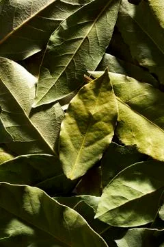 Bay leaf Stock Photos