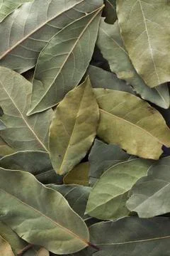 Bay leaf Foto stock