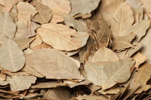 Bay leaf Stock Photos