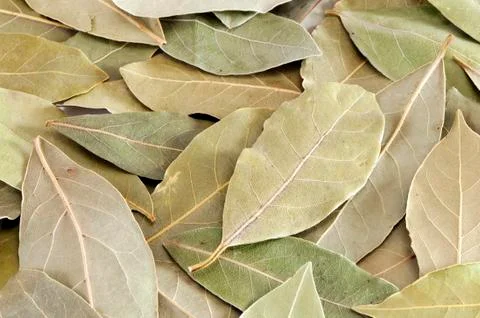 Bay leaf Stock Photos