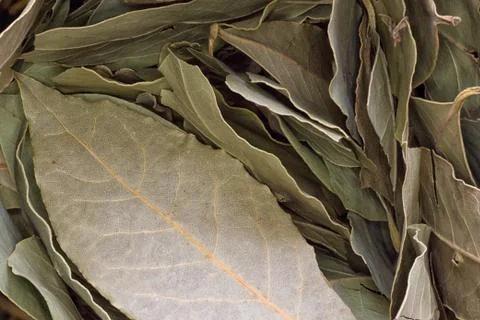 Bay leaf Stock Photos