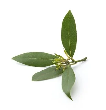 Bay leaf Stock Photos