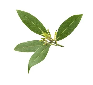 Bay leaf Stock Photos