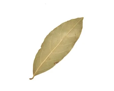 Bay leaf Stock Photos