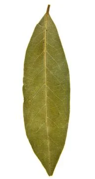 Bay leaf Stock Photos