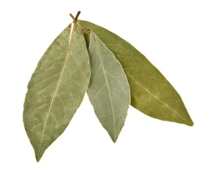 Bay leaf Stock Photos
