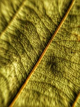 Bay Leaf Stock Photos