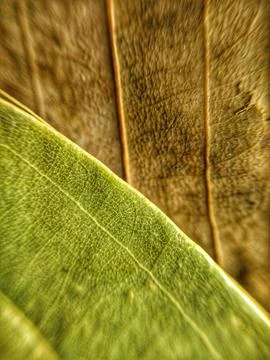 Bay Leaf Stock Photos