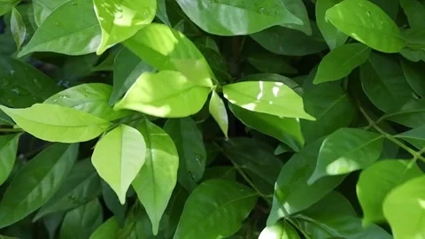 Bay Leaf Plant Stock Footage 186900887