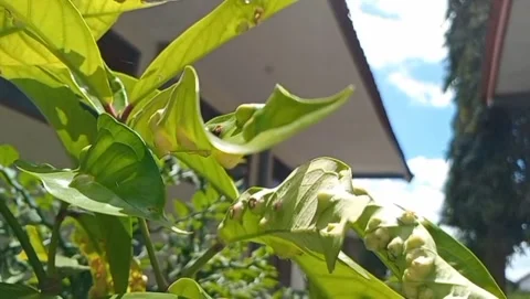 Bay leaf player with tall trees. Stockbeeldmateriaal 330572471