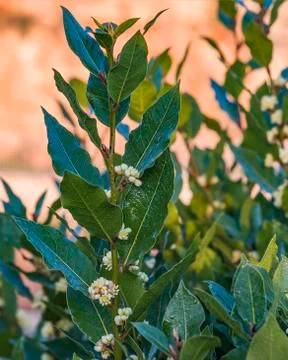 The bay leaf in Ross is blooming. Stock Photos