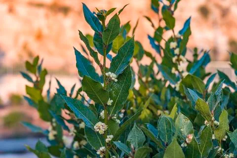 The bay leaf in Ross is blooming. Stock Photos