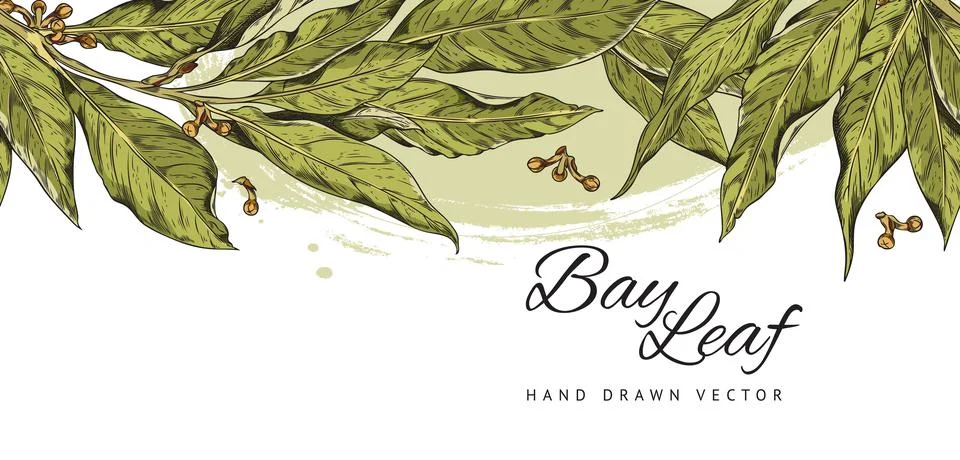 Bay leaf seamless border in colored sketch style, vector illustration on white Stock Illustration