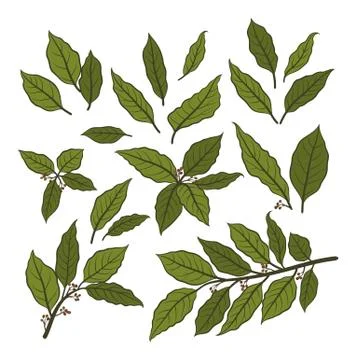 Bay Leaf Set Stock Illustration