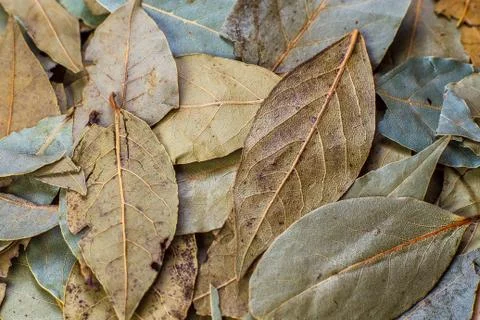 Bay leaf table Stock Photos