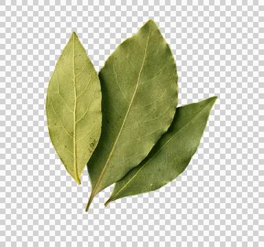 Bay leaf on transporent background, Foto stock
