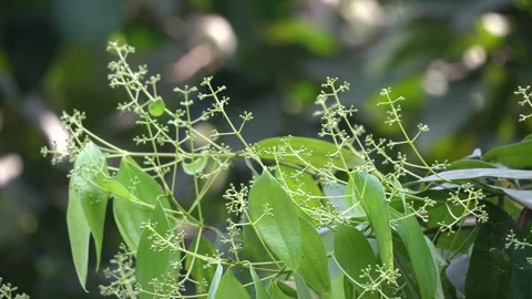 Bay leaf tree flower portrait natural video footage Stock Footage 300086651