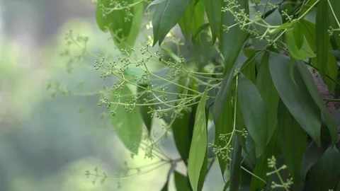 Bay leaf tree flower portrait natural video footage Stock Footage 300086714