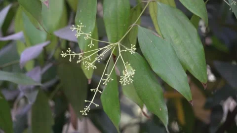 Bay leaf tree flower portrait natural video footage Stock Footage 300086839