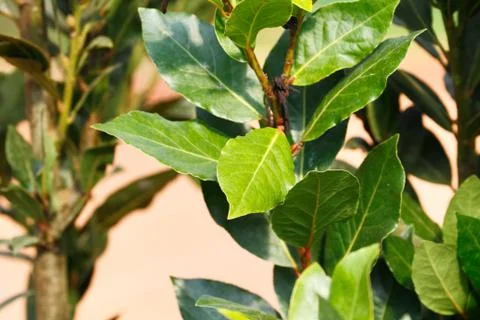 Bay leaf tree 库存照片