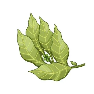 Bay leaf vector colored botanical illustration Stock Illustration