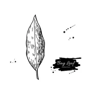 Bay leaf vector hand drawn illustration. Isolated spice object. Illustrazione stock