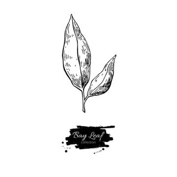 Bay leaf vector hand drawn illustration. Isolated spice object. 스톡 일러스트