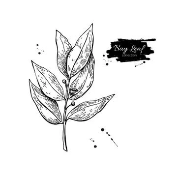 Bay leaf vector hand drawn illustration. Isolated spice object. Stock Illustration
