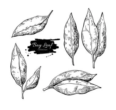 Bay leaf vector hand drawn illustration set. Isolated spice obje Stock Illustration