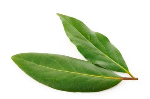 Bay leaf on white background Stock Photos