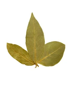 Bay leaf on white background Stock Photos