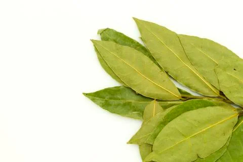 Bay leaf on white Stock Photos