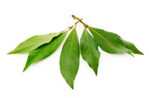 Bay leaf on white Stock Photos