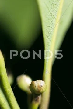 Bay leaves with buds Stock Photos