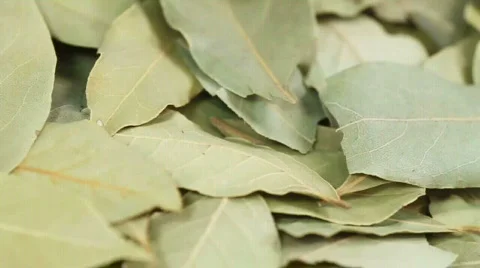 Bay Leaves Stock Footage 571979