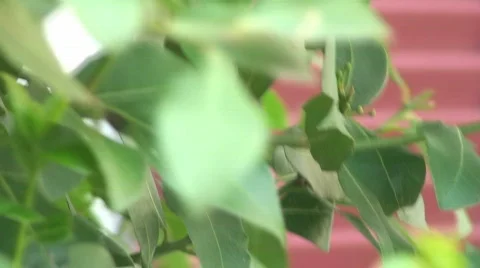 Bay leaves Stock Footage 794067
