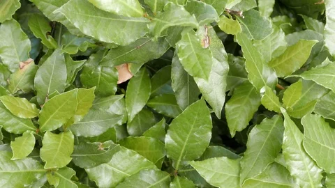 Bay leaves Stock Footage 109276324
